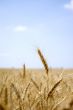 Ear of wheat in a field