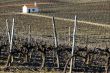 Vineyard in winter