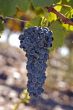 Grapes on the vine 1