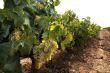 Grapes hanging from vines