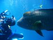 underwater scene