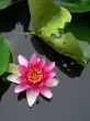 lotus flower