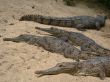 crocodiles on the beach