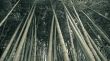 bamboo forest background