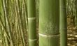 green bamboo background