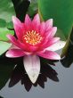 close-up lotus flower