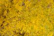 Autumn leafs