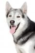 adorable dog