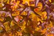 Autumn leafs