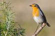 Beautiful red bird