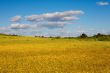 Field of flowers
