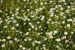 Field of daisies
