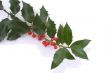 The sprig of European holly (Ilex aquifolium)