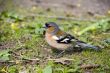 chaffinch male