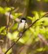 Titmouse