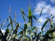 corn field