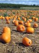 pumpkin patch