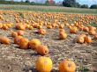 pumpkin patch