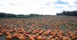 pumpkin patch