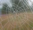 Web with dew