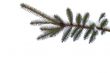 Snowy spruce twig  in winter isolated