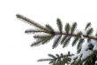 snowy spruce twig in winter.