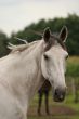 Horse portrait