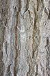 wood texture