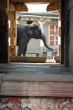 The Indian elephant