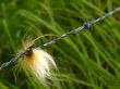 barbed wire