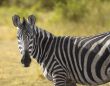 A Zebra