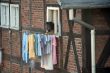 laundry and dog