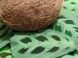 Coconut on leaves