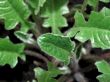 Green leaves