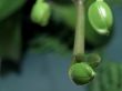 Orchid buds