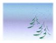 Fir trees in snow