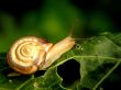 Snail