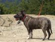 Brown dog