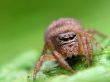 Jumping spider
