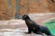 Eared seal