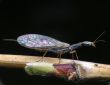 Insect