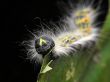 Hairy caterpillar