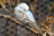 Sleeping budgie