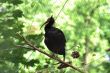 Black bird