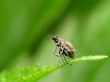 Beetle