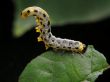 Bent catepillar