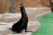 Eared seal