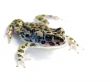 green toad