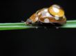 Brown Ladybird bug on a grass