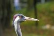 Portrait of crane close-up